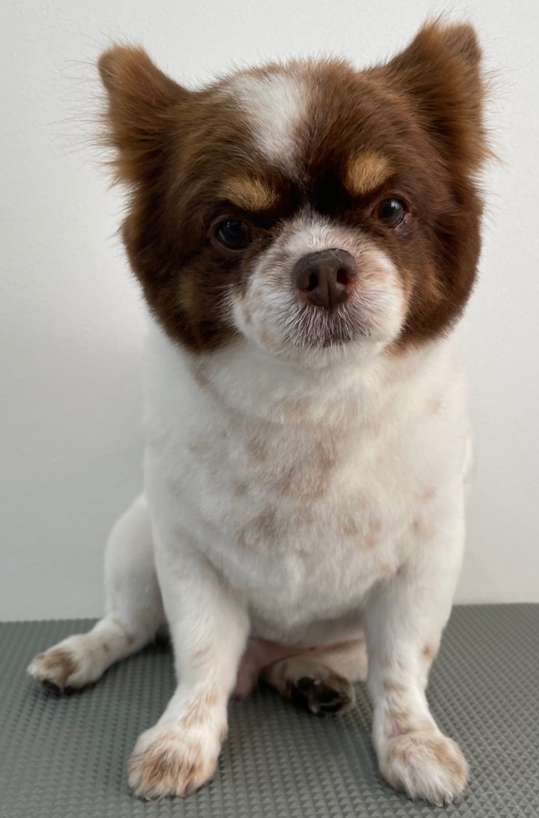 2021-11-17-%e4%b8%80%e5%af%b8%e6%9c%a8%e8%8c%b6%e3%80%85%e4%b8%b8