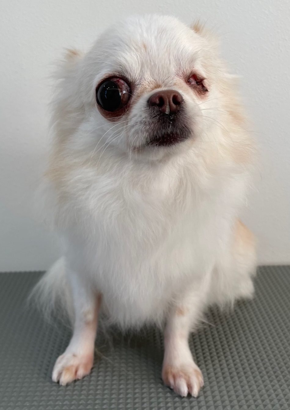 2021-11-26-%e8%8f%85%e5%8e%9f%e3%83%81%e3%83%a3%e3%82%a4