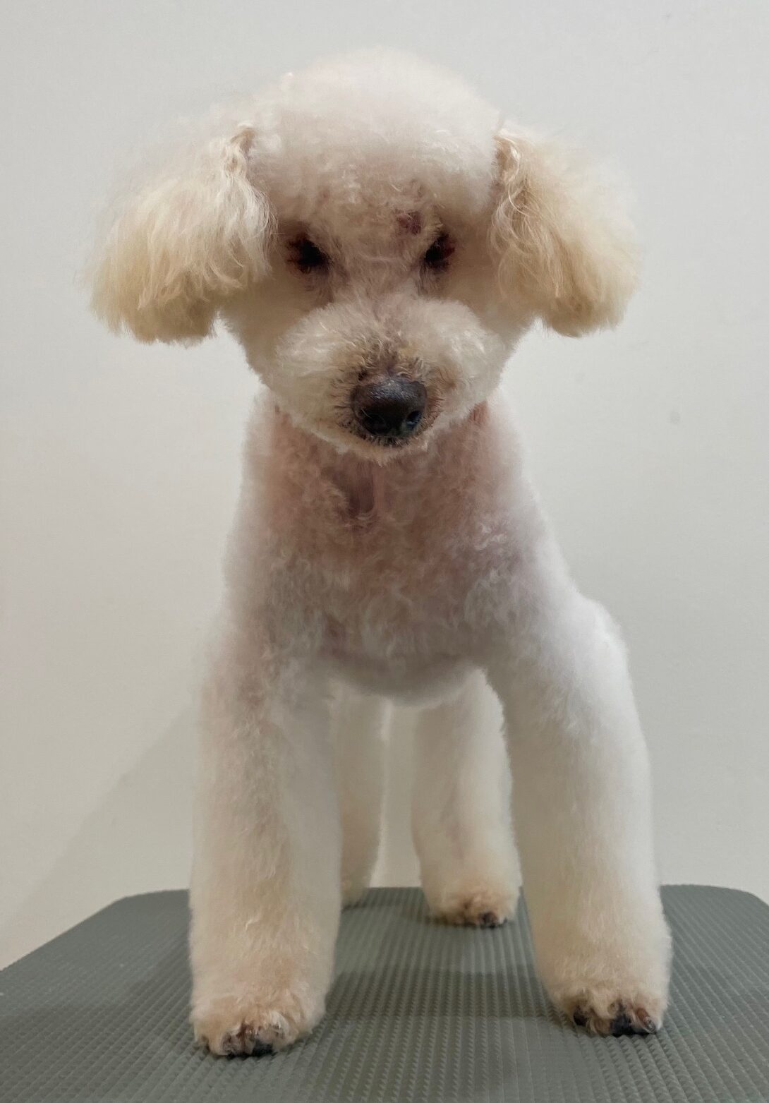 2025-6-1-%e5%b2%a9%e6%9c%ac%e3%83%94%e3%83%bc%e3%82%b9