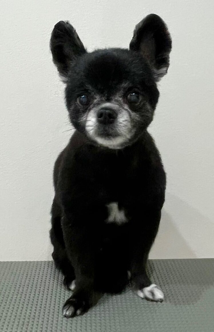 2025-6-10-%e4%b8%8a%e7%94%b0%e3%82%b5%e3%82%af%e3%83%a9