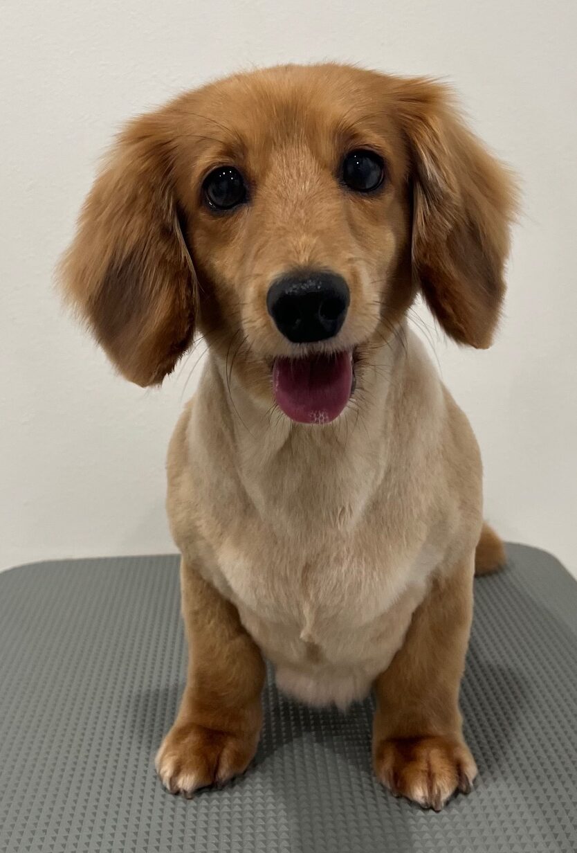 2025-6-11-%e5%a4%a7%e6%b4%a5%e3%83%9a%e3%83%ad