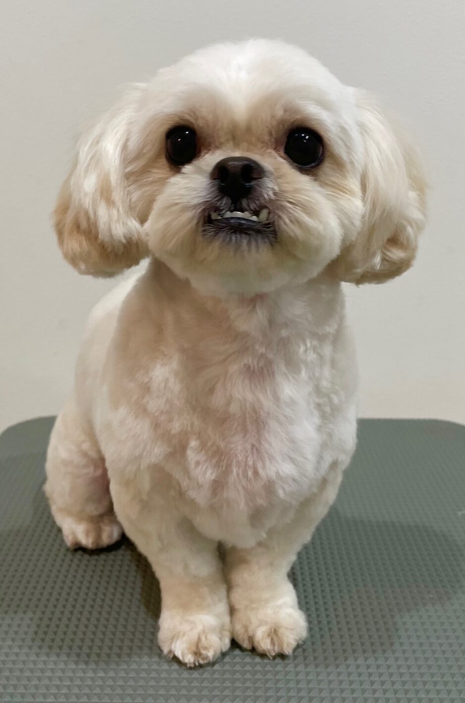 2025-6-11-%e7%9f%b3%e9%bb%92%e3%81%8f%e3%81%86