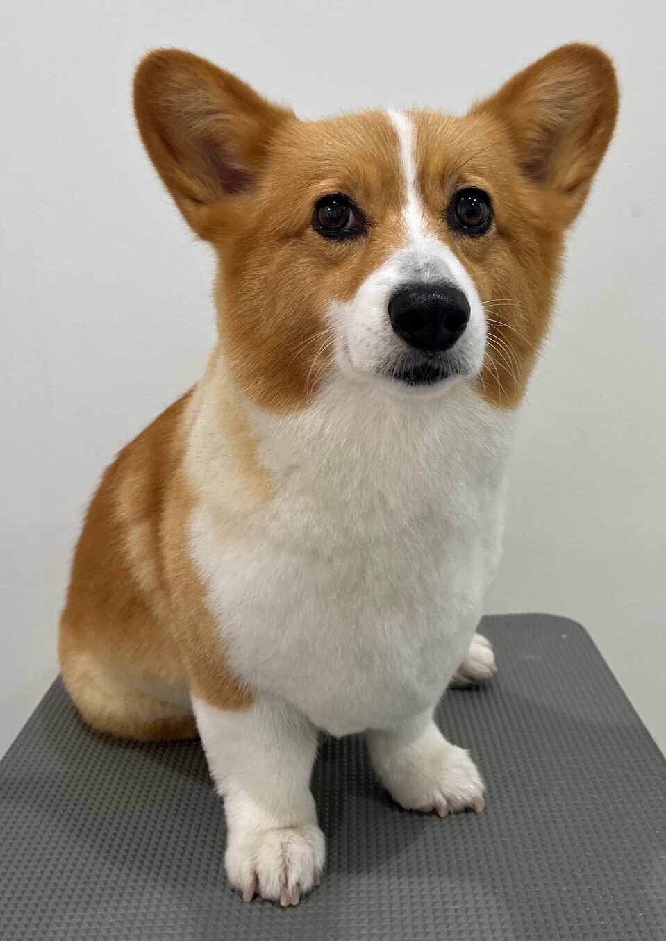 2025-6-11-%e9%88%b4%e6%9c%a8%e3%81%95%e3%81%8f%e3%82%89