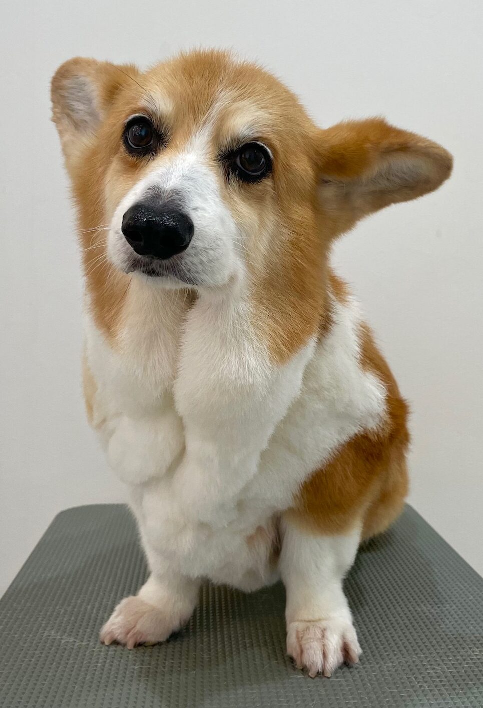 2025-6-11-%e9%88%b4%e6%9c%a8%e3%81%98%e3%82%85%e3%82%93%e3%81%ba%e3%81%84