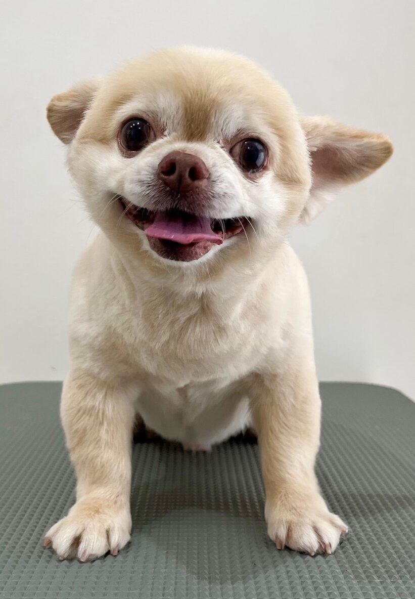 2025-6-13-%e6%9f%b3%e4%b8%8b%e3%81%9d%e3%82%89