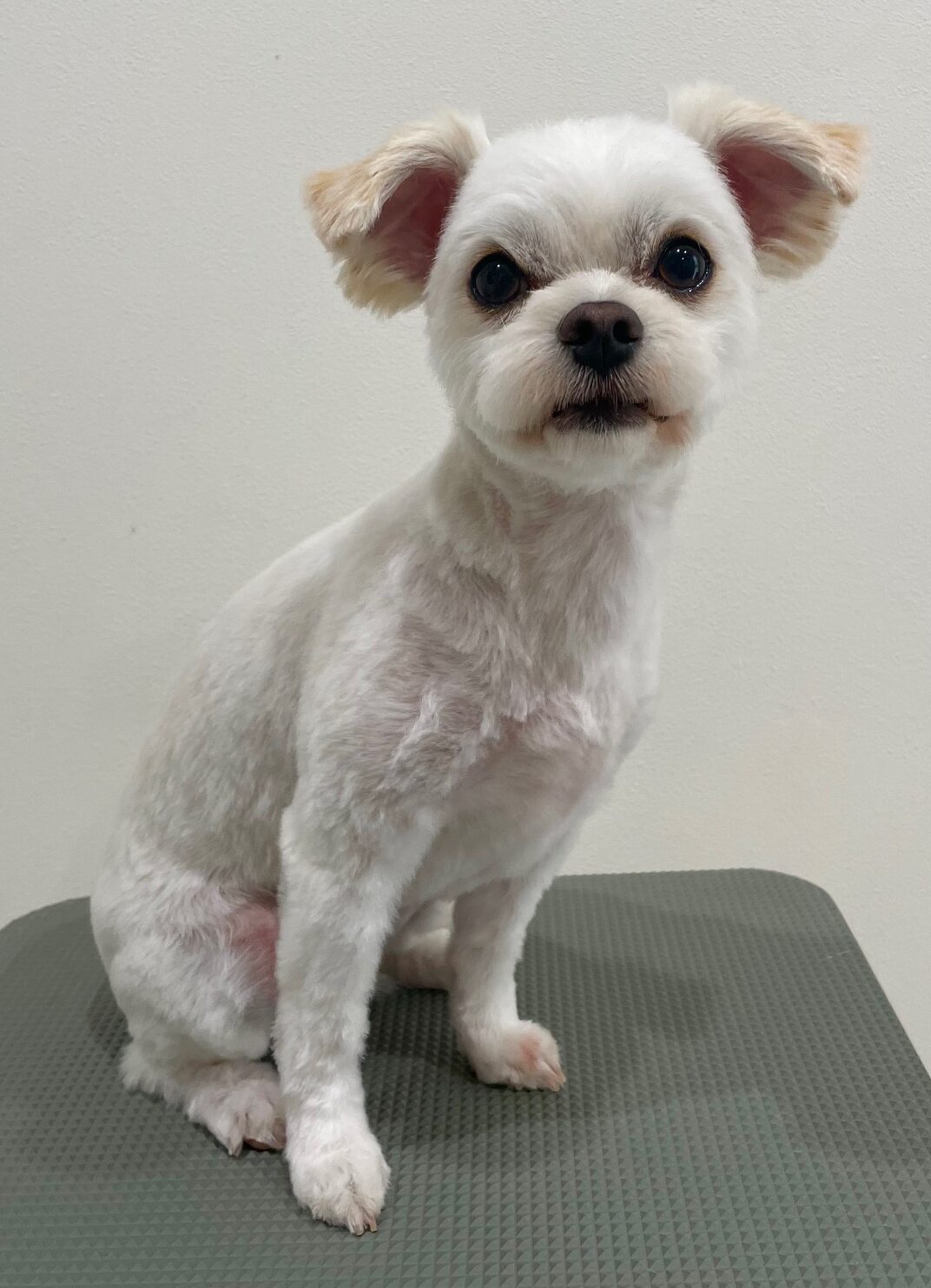 2025-6-15-%e5%b1%b1%e5%8f%a3%e3%81%a4%e3%82%80%e3%81%8e