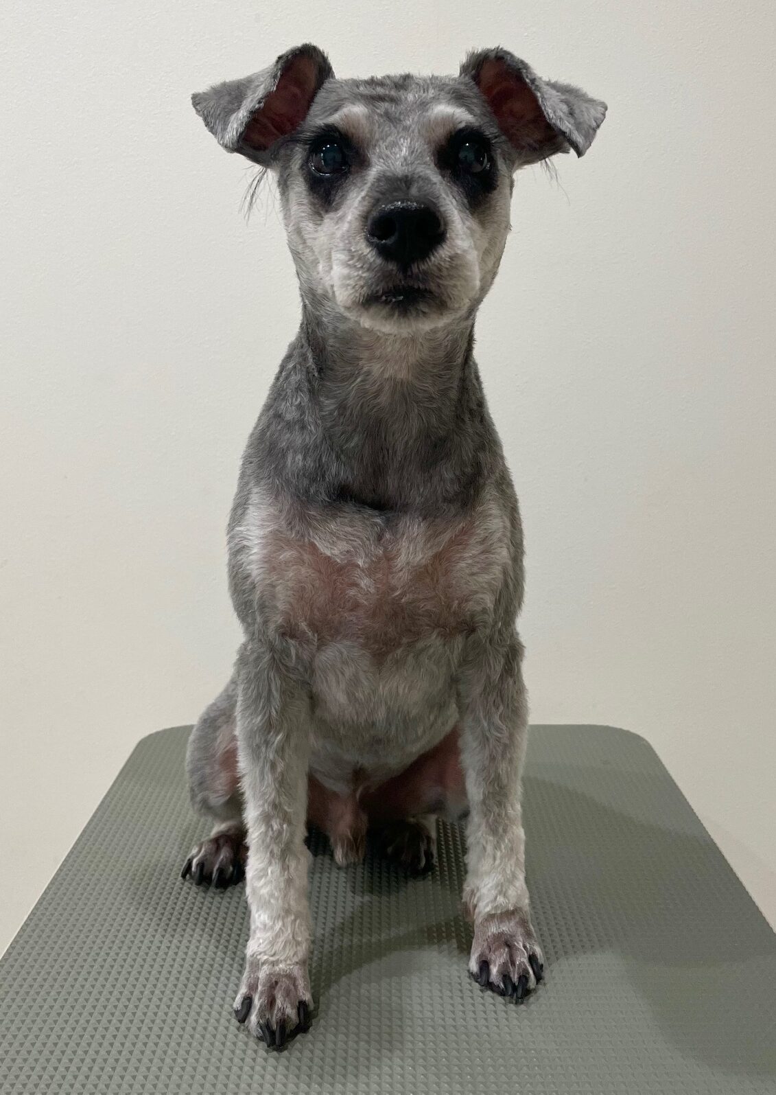 2025-6-15-%e6%a0%97%e5%8e%9f%e3%82%b9%e3%83%9f%e3%82%b9