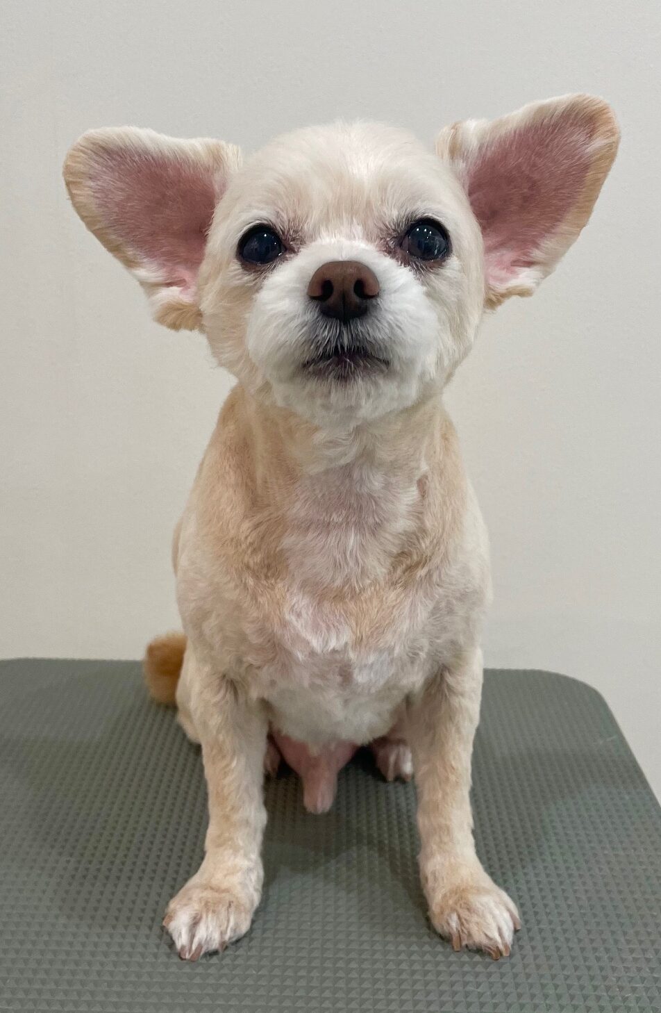 2025-6-15-%e8%88%b9%e6%9c%a8%e3%81%b5%e3%81%86%e3%81%9f