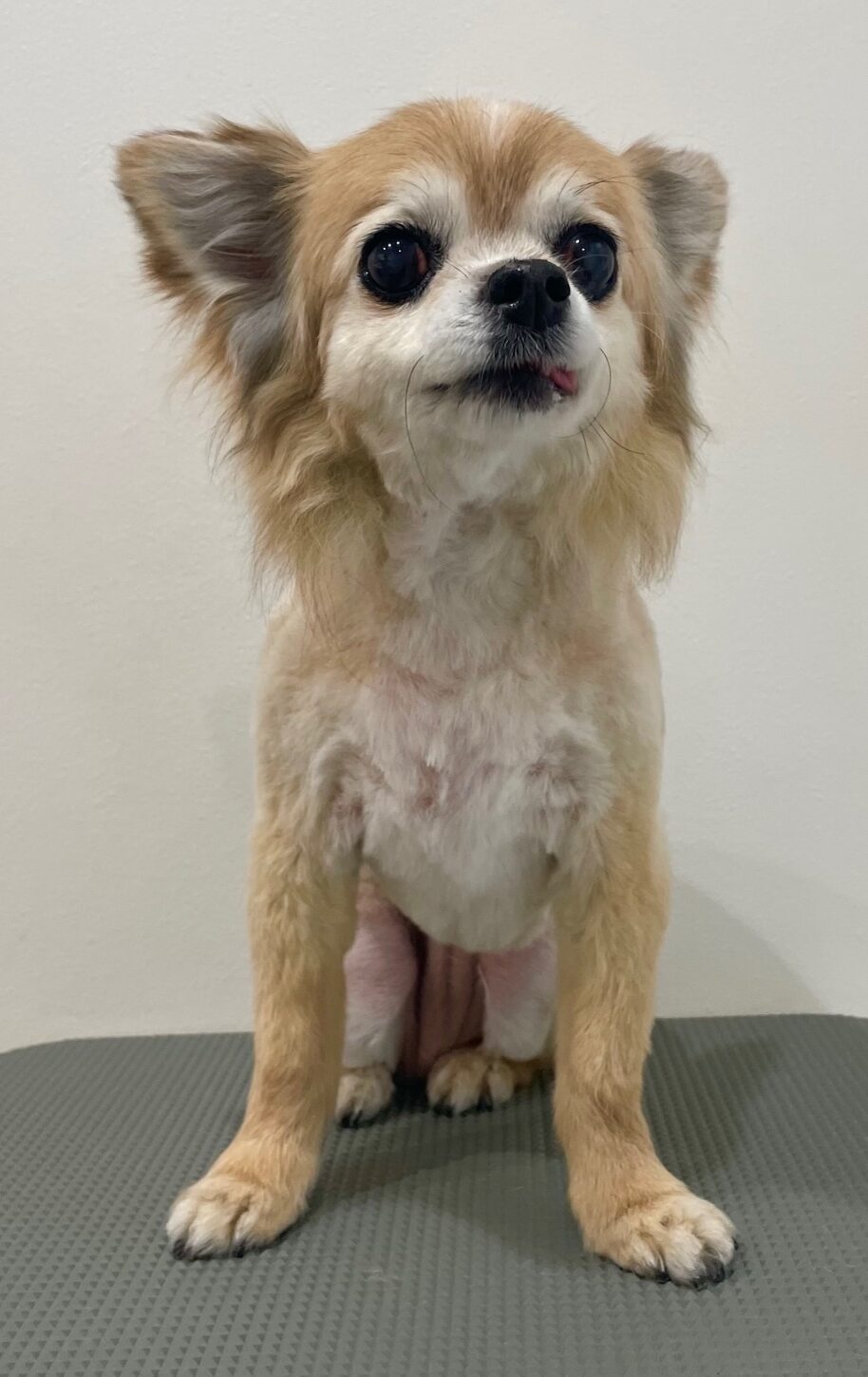 2025-6-3-%e7%a8%b2%e5%9e%a3%e3%83%a2%e3%83%a2