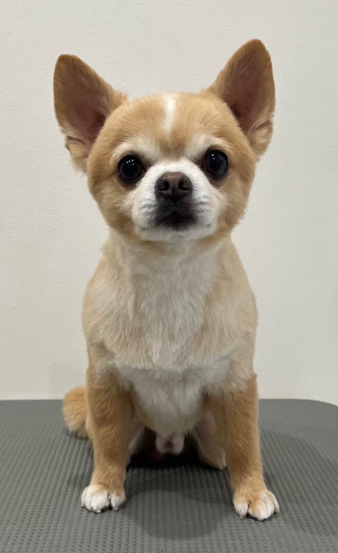 2025-6-3-%e9%87%8e%e8%b7%af%e5%a4%8f%e5%a8%81%e6%96%97