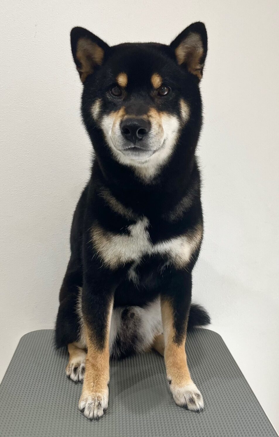 2025-6-4-%e9%bb%92%e6%be%a4%e3%81%b2%e3%81%be%e3%82%8f%e3%82%8a