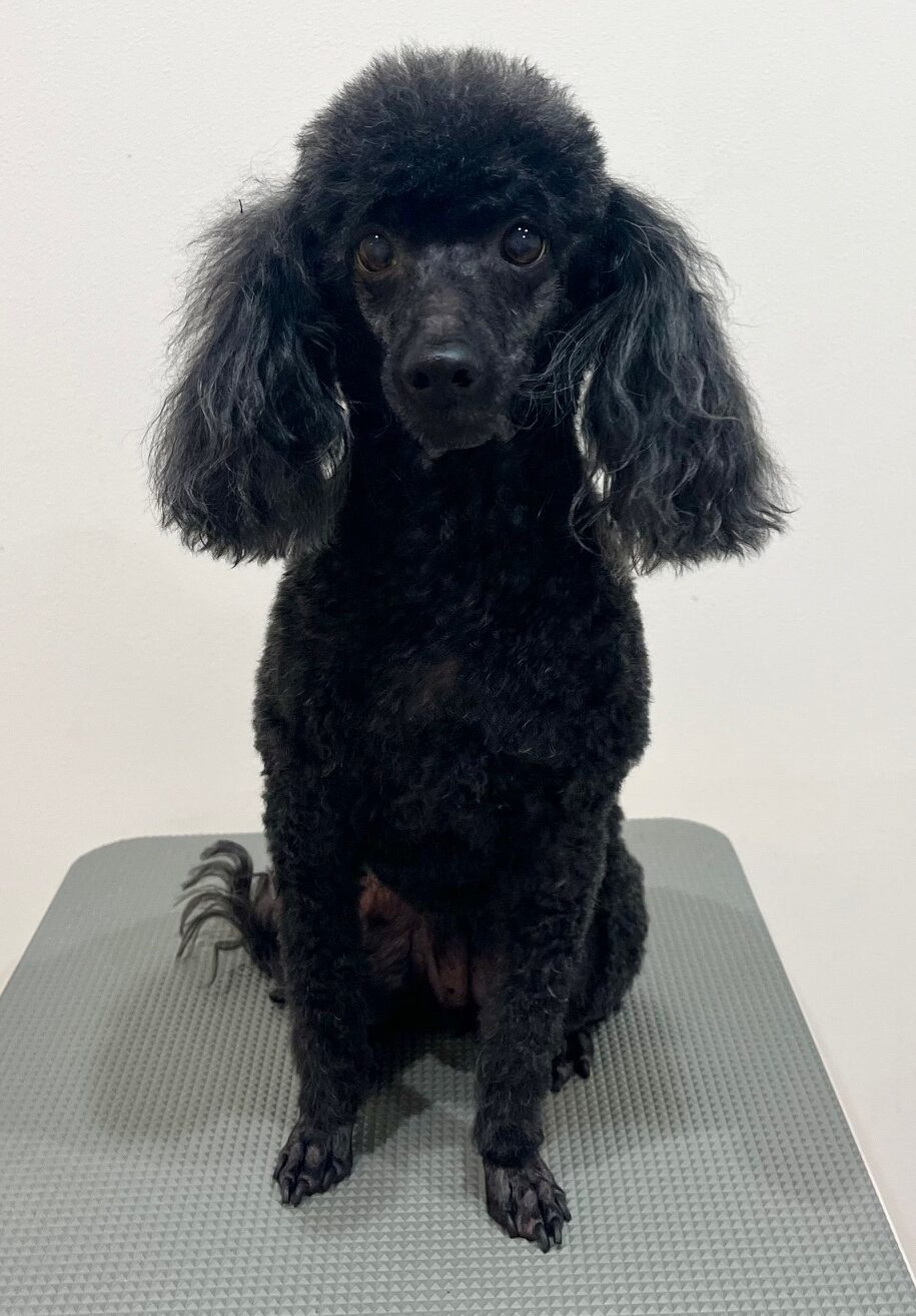 2025-6-6-%e4%ba%95%e4%b8%8a%e3%82%a2%e3%83%b3