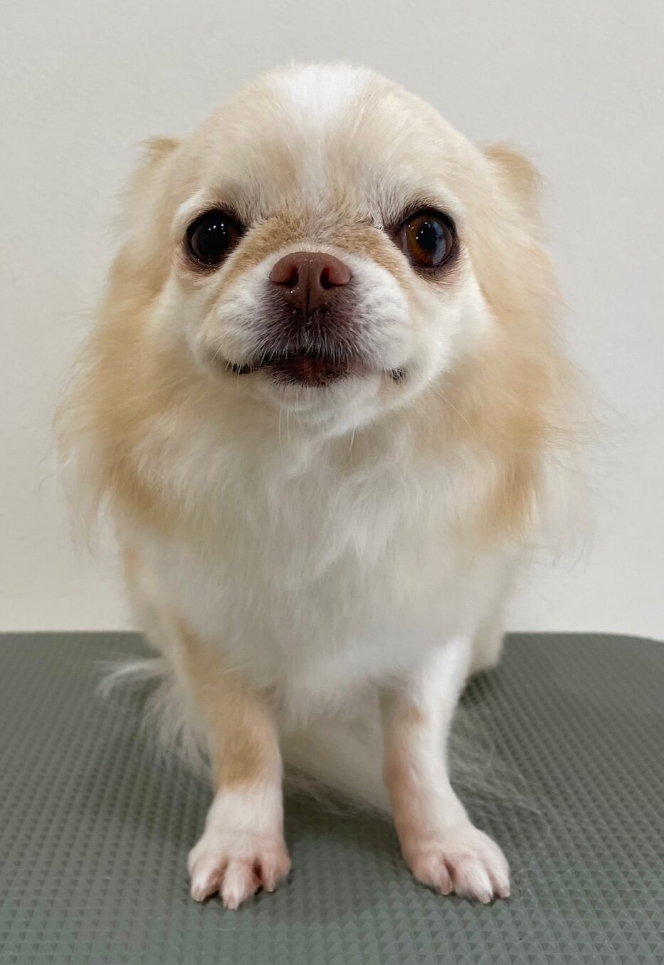 2025-6-6-%e8%8f%85%e5%8e%9f%e3%81%95%e3%81%8f%e3%82%89