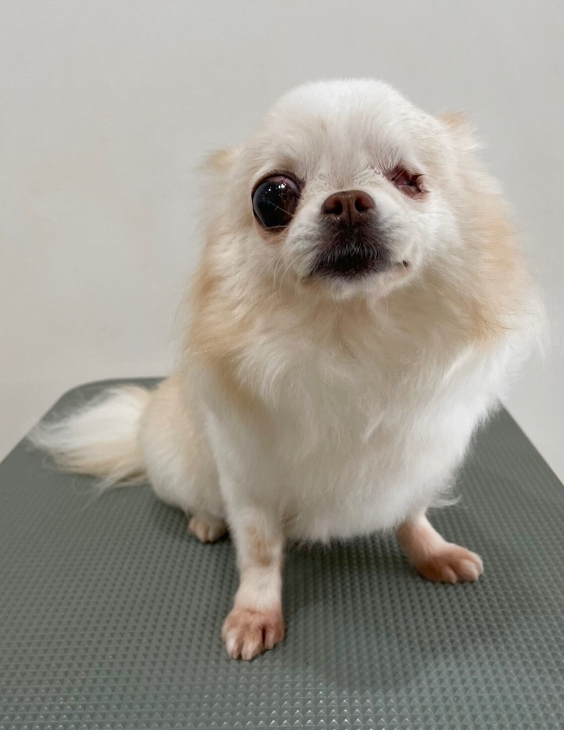 2025-6-6-%e8%8f%85%e5%8e%9f%e3%83%81%e3%83%a3%e3%82%a4