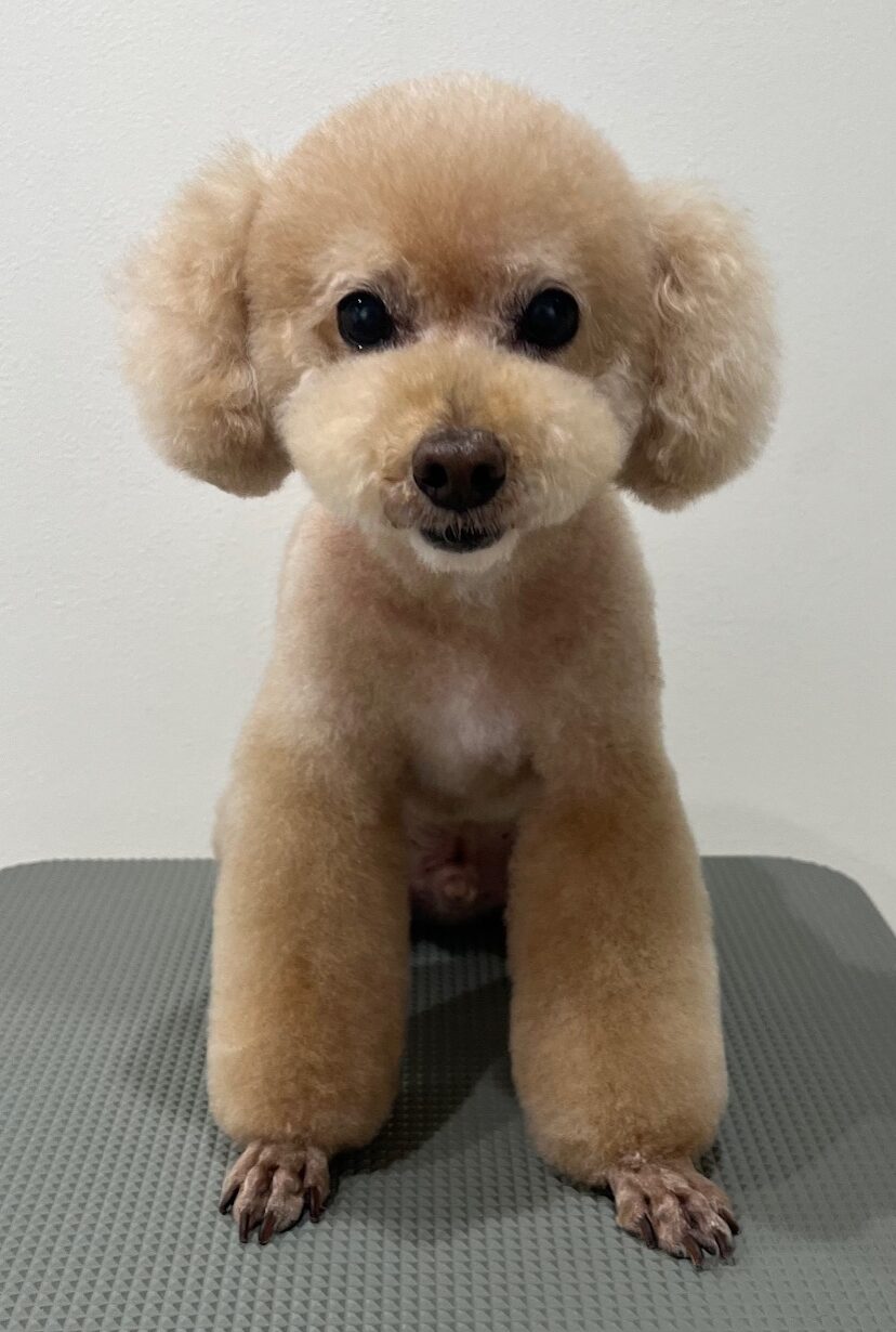 2025-6-8-%e5%be%8c%e8%97%a4%e3%83%9d%e3%82%b3