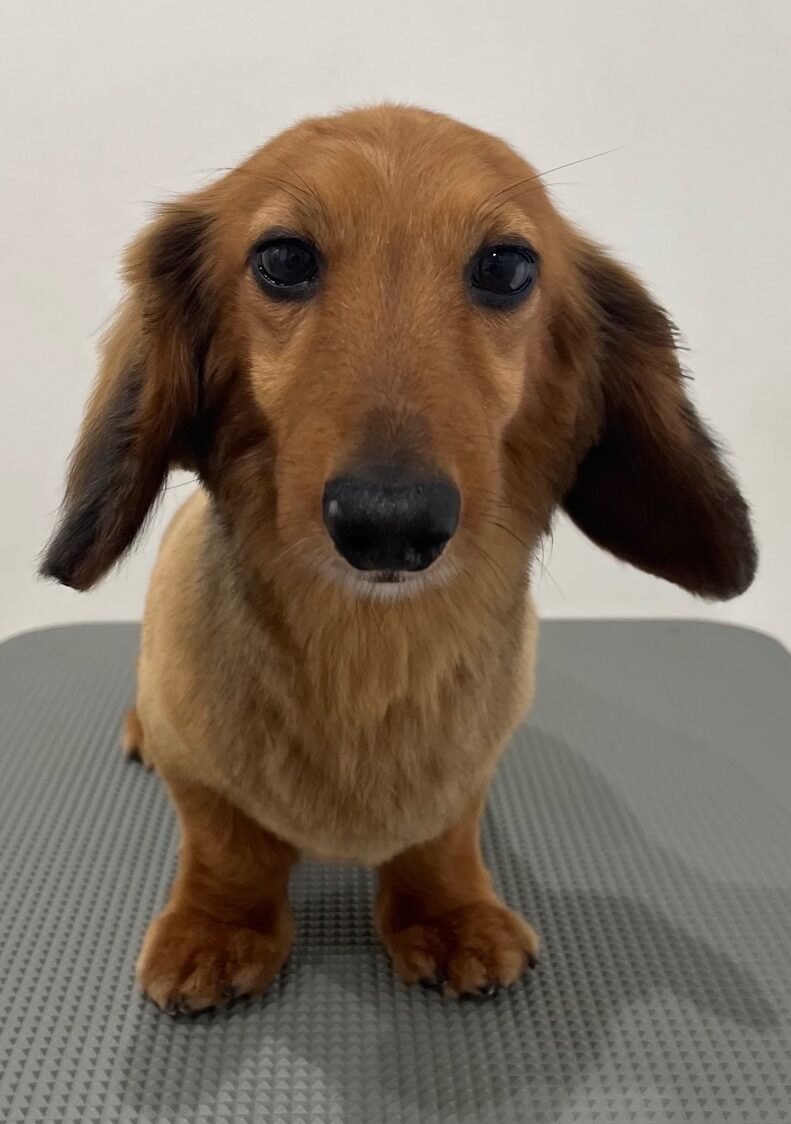 2025-6-8-%e7%94%b0%e9%82%89%e3%82%b3%e3%83%ad