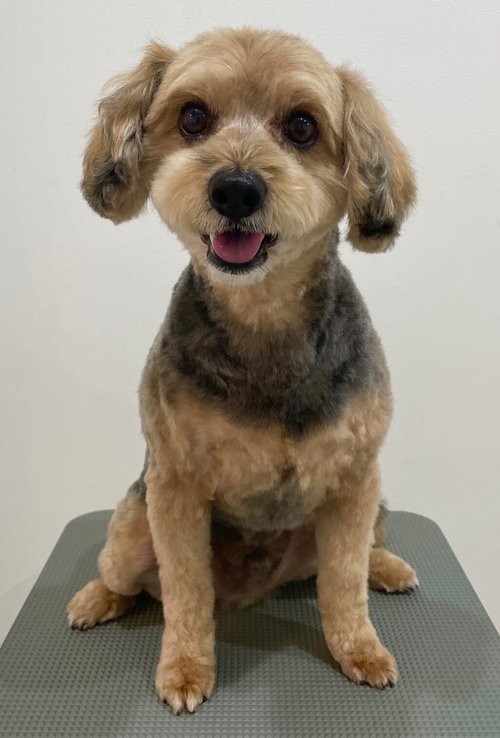 2025-6-8-%e9%a3%af%e5%b3%b6%e3%82%a2%e3%83%ad%e3%83%8f