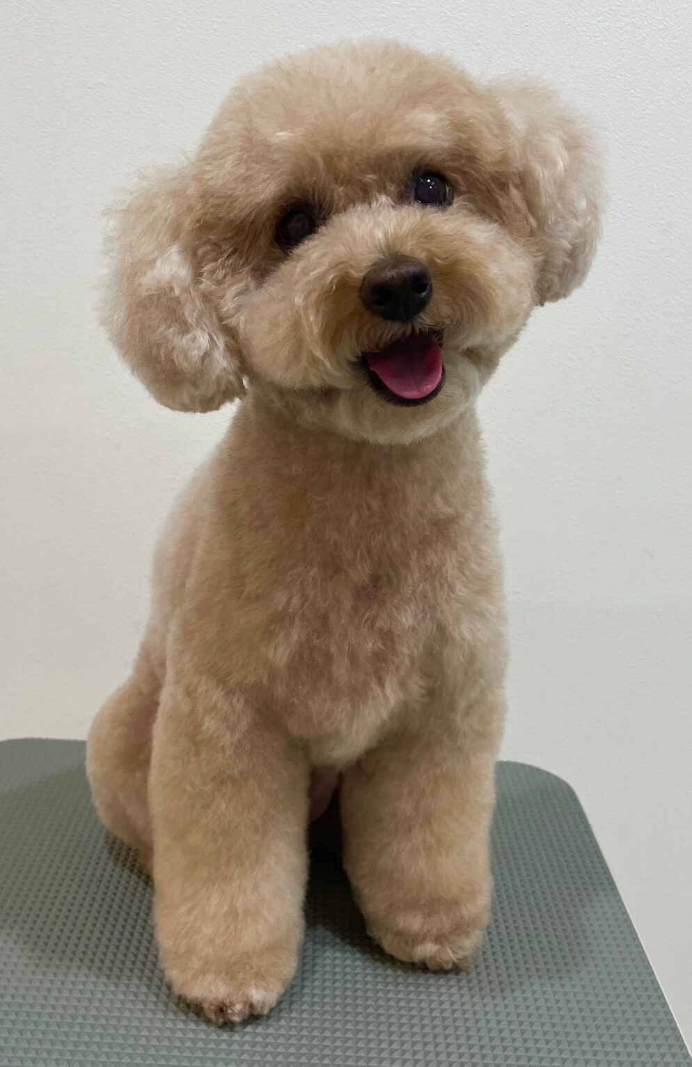 2025-6-9-%e6%a8%aa%e5%8e%9f%e3%83%97%e3%83%aa%e3%83%b3