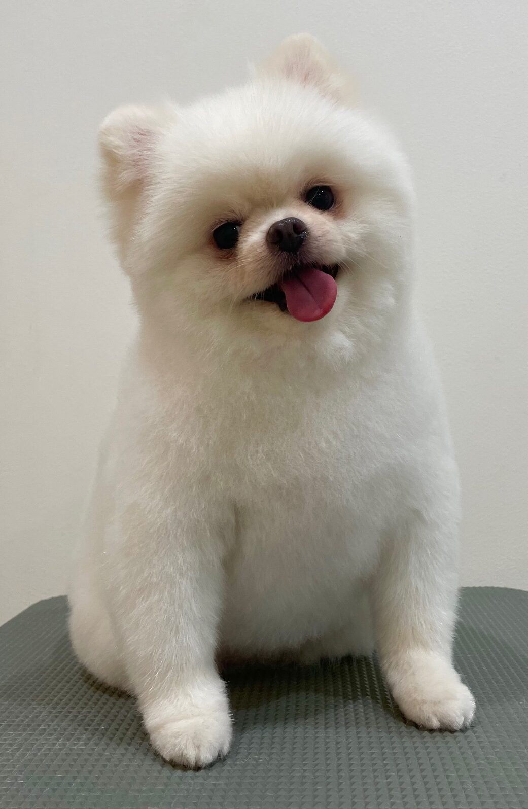 2025-7-18-%e5%85%89%e5%ae%89%e3%82%b3%e3%82%b3