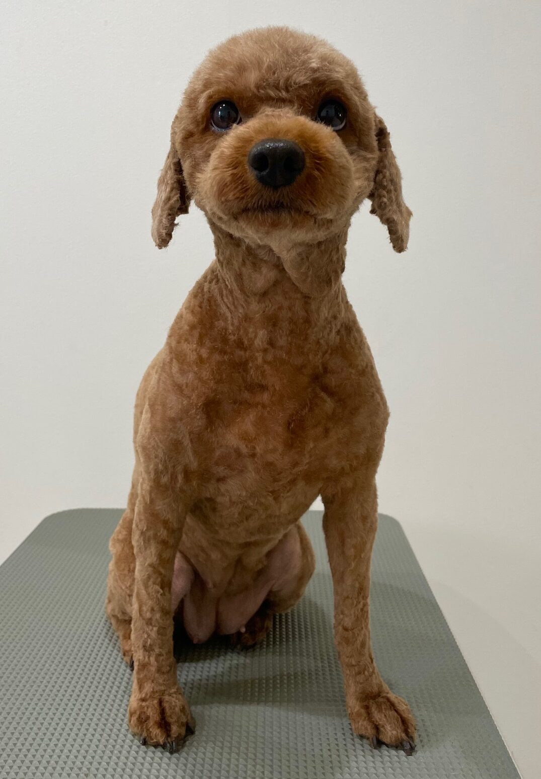 2025-7-20-%e8%ab%b8%e6%98%9f%e5%b0%8f%e9%9b%aa