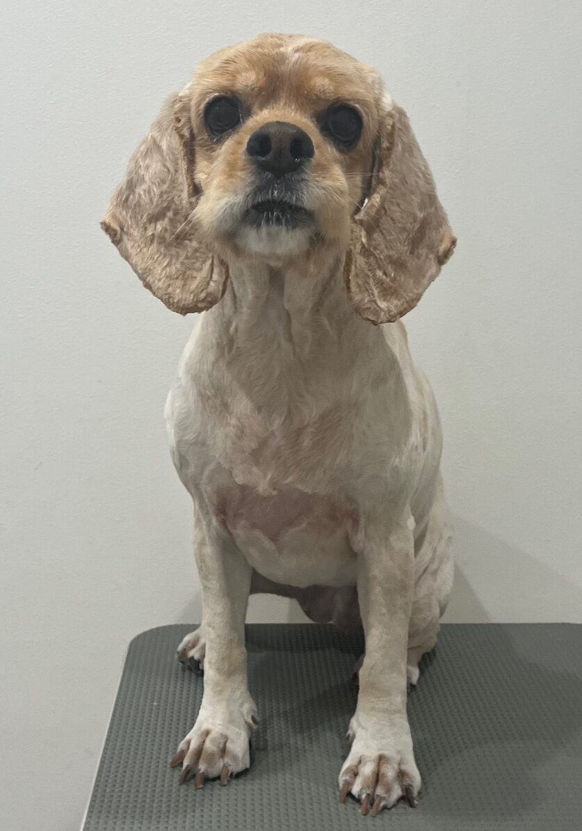 2025-7-23-%e5%b7%9d%e5%b4%8e%e3%83%87%e3%82%a4%e3%82%b8%e3%83%bc