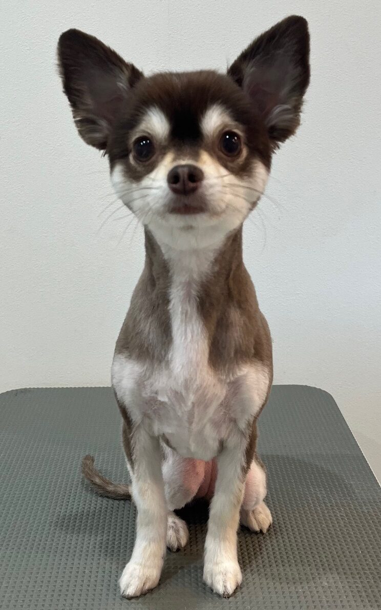 2025-7-28-%e5%86%85%e5%b7%9d%e3%82%b3%e3%82%b3%e3%82%a2