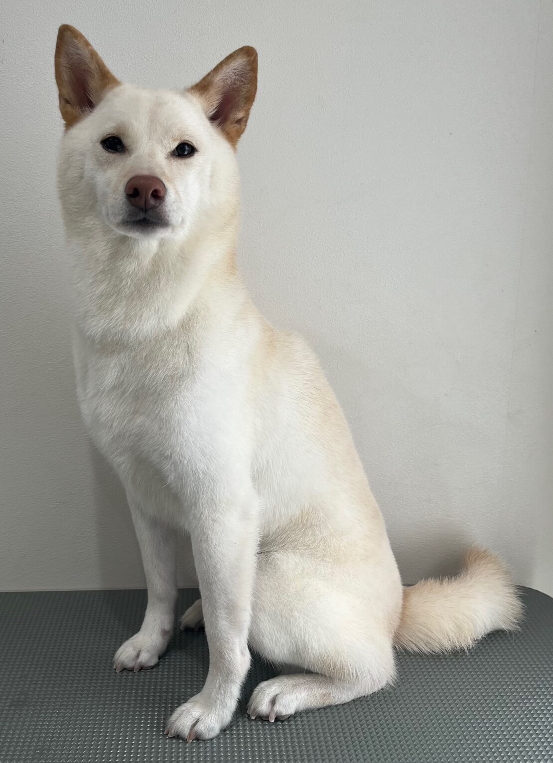 2025-7-28-%e8%93%91%e5%ae%ae%e3%81%8d%e3%81%aa%e3%81%93