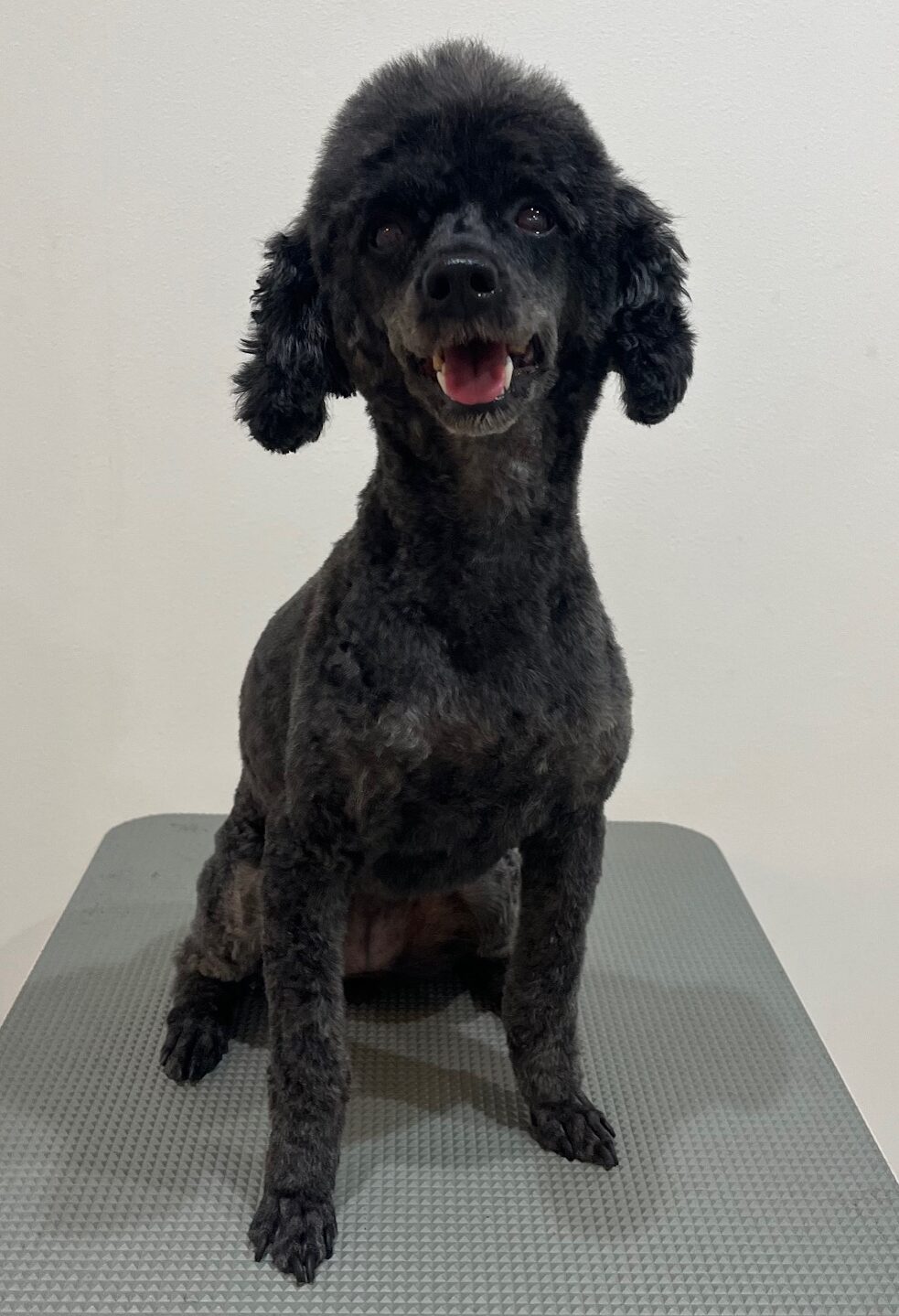 2025-7-30-%e5%8a%a0%e8%97%a4%e3%81%93%e3%81%b6%e3%82%93