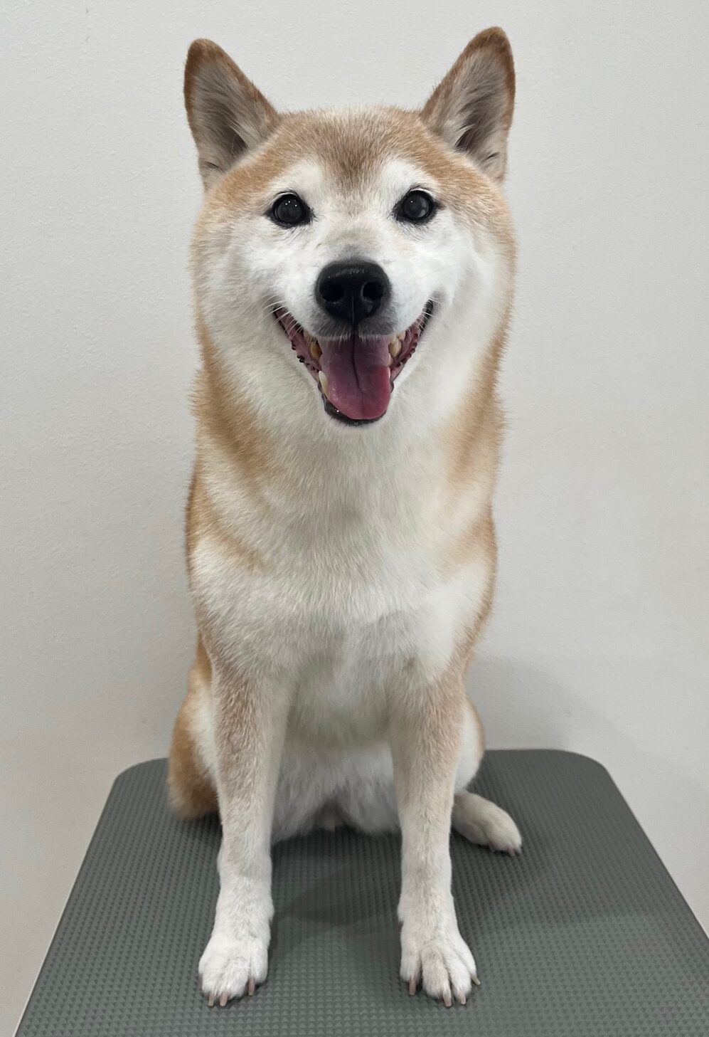 2025-7-30-%e5%9c%9f%e5%b2%90%e5%b0%8f%e6%a2%85%e5%84%aa