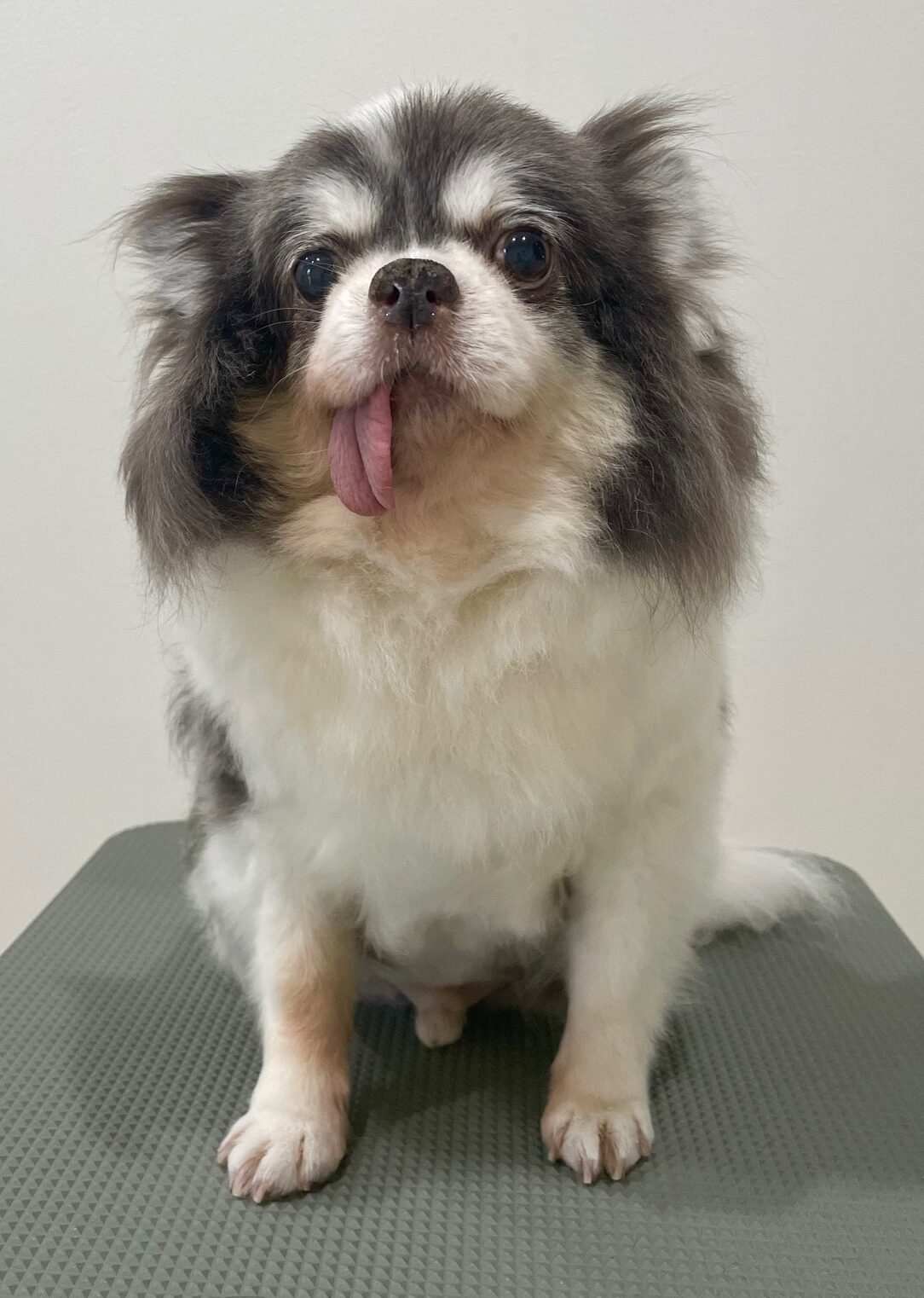 2025-7-30-%e5%9f%8e%e7%94%b0%e3%83%9e%e3%82%a4%e3%83%ad