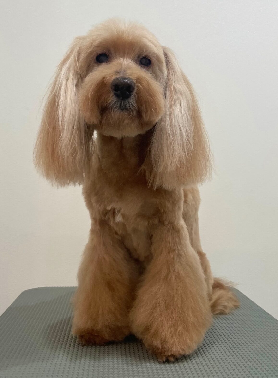 2025-7-30-%e7%9f%b3%e4%ba%95%e3%82%a2%e3%83%a2