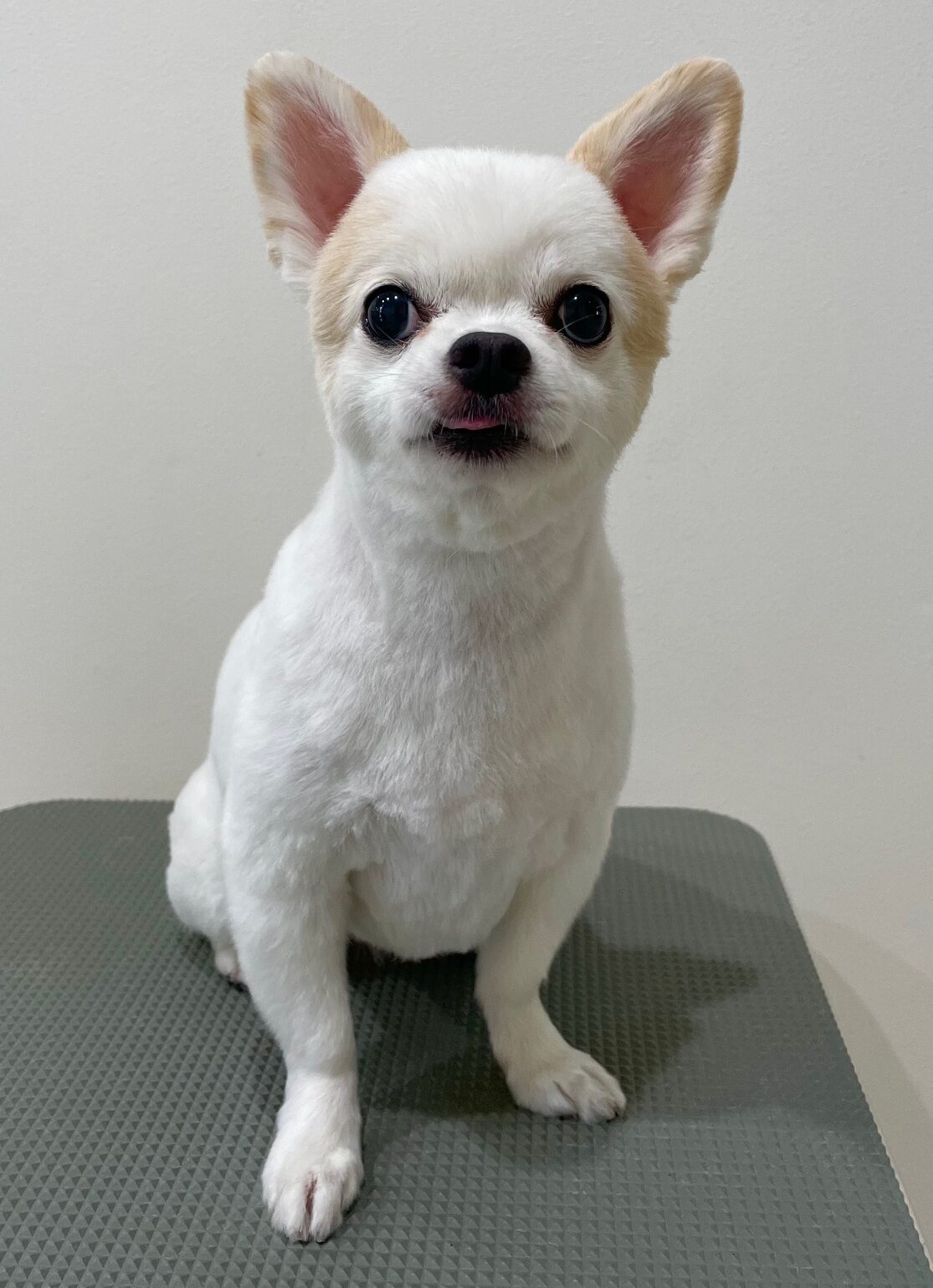 2025-8-17-%e5%b7%9d%e5%b6%8b%e3%83%9f%e3%83%ab%e3%82%ad%e3%83%bc