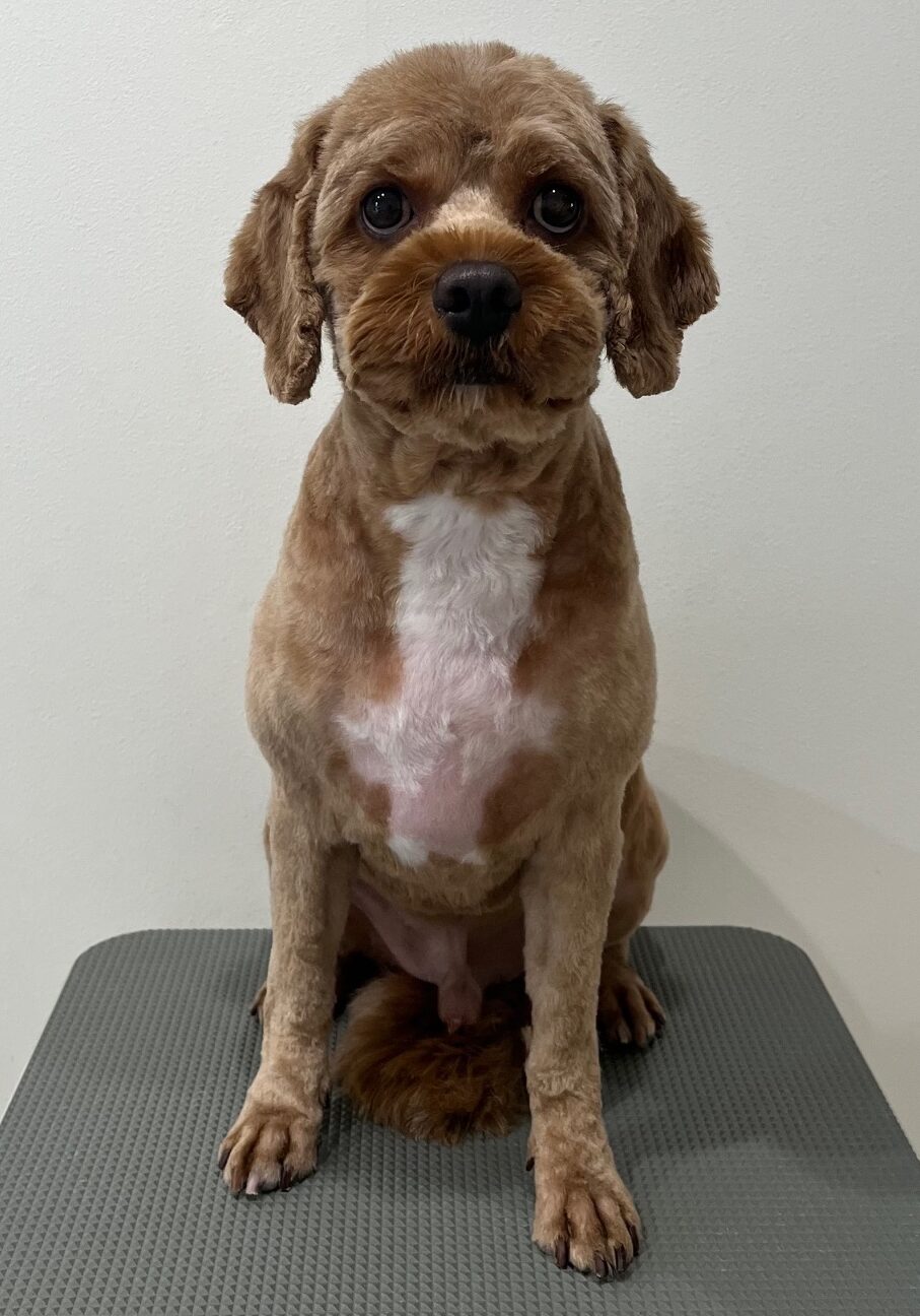 2025-8-17-%e9%8d%9c%e6%b2%bb%e3%83%99%e3%83%ab