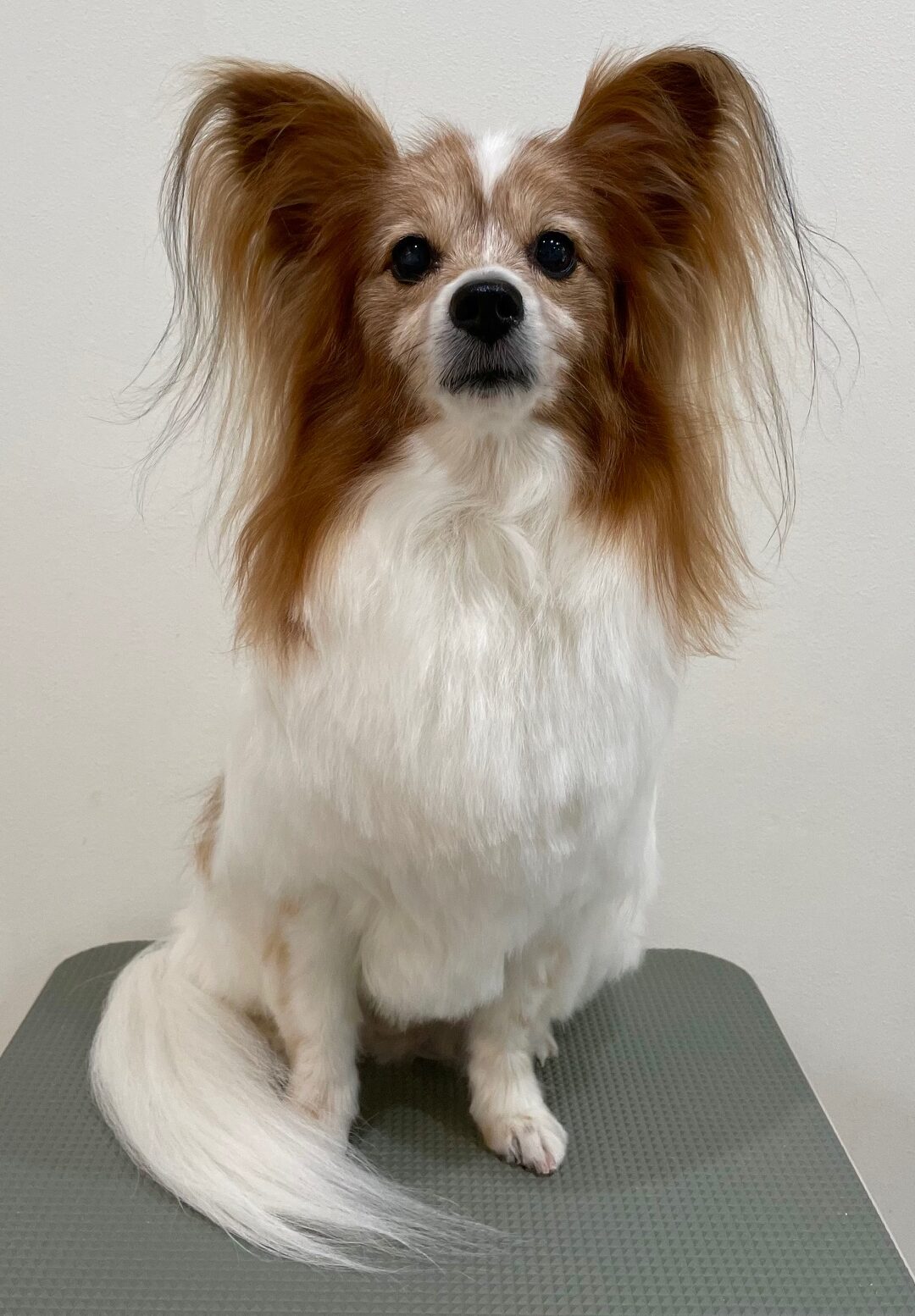 2025-8-19-%e5%af%8c%e7%94%b0%e3%83%86%e3%82%aa