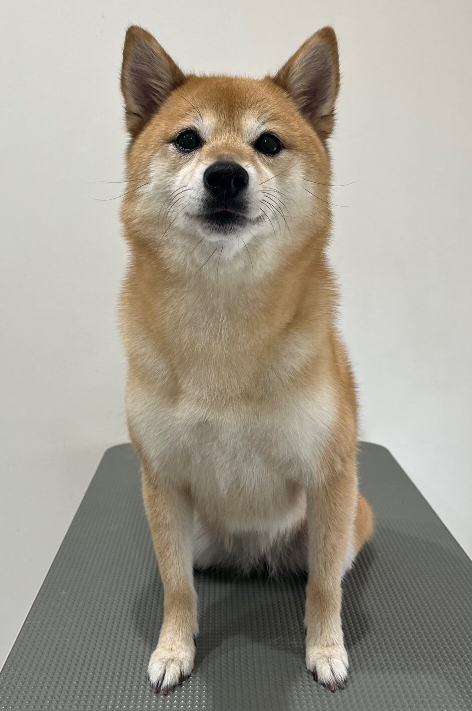 2025-8-19-%e5%b2%a9%e8%a6%8b%e5%b0%8f%e8%b1%86