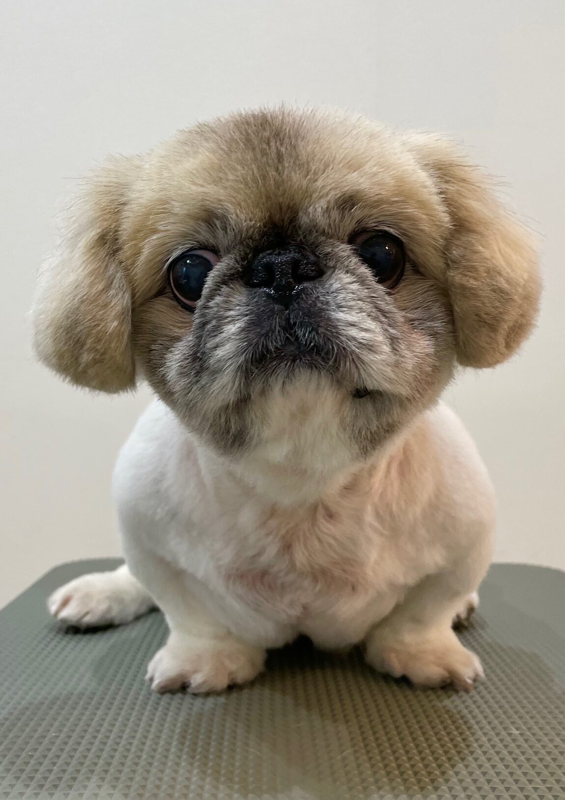 2025-8-19-%e6%9d%91%e7%94%b0%e3%82%8a%e3%82%93%e3%81%94