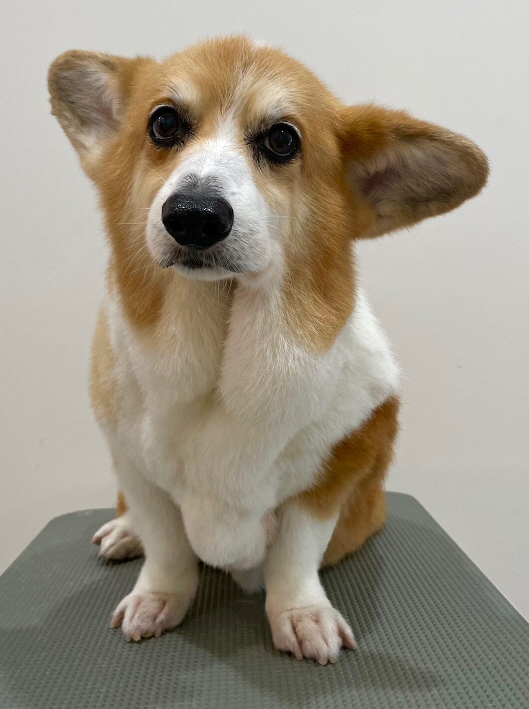 2025-8-19-%e9%88%b4%e6%9c%a8%e3%81%98%e3%82%85%e3%82%93%e3%81%ba%e3%81%84