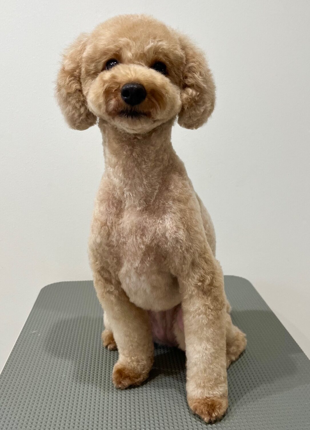 2025-8-20-%e5%87%ba%e9%87%8e%e3%82%82%e3%82%82%e3%81%8b