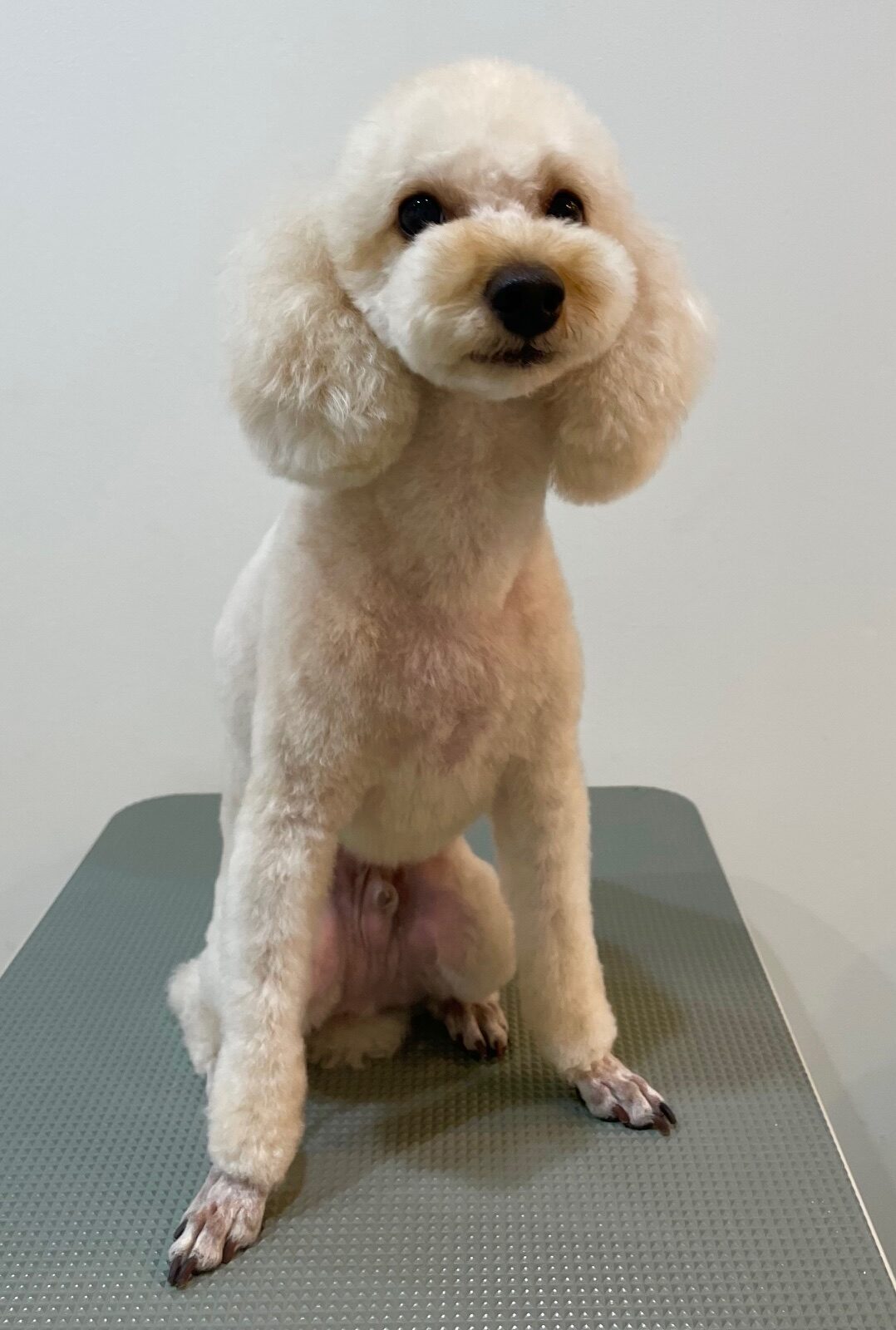 2025-8-20-%e5%b0%8f%e9%87%8e%e3%81%ba%e3%81%93