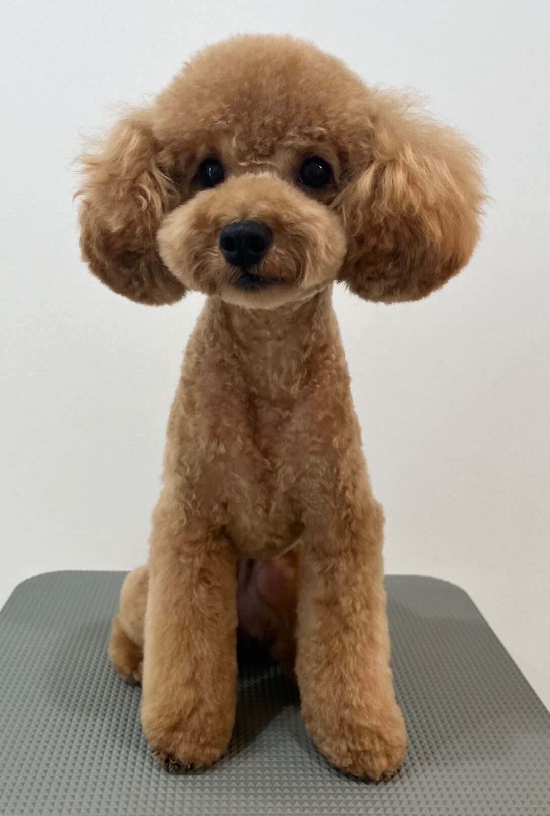 2025-8-20-%e7%94%9f%e6%b2%bc%e3%82%b3%e3%82%b3