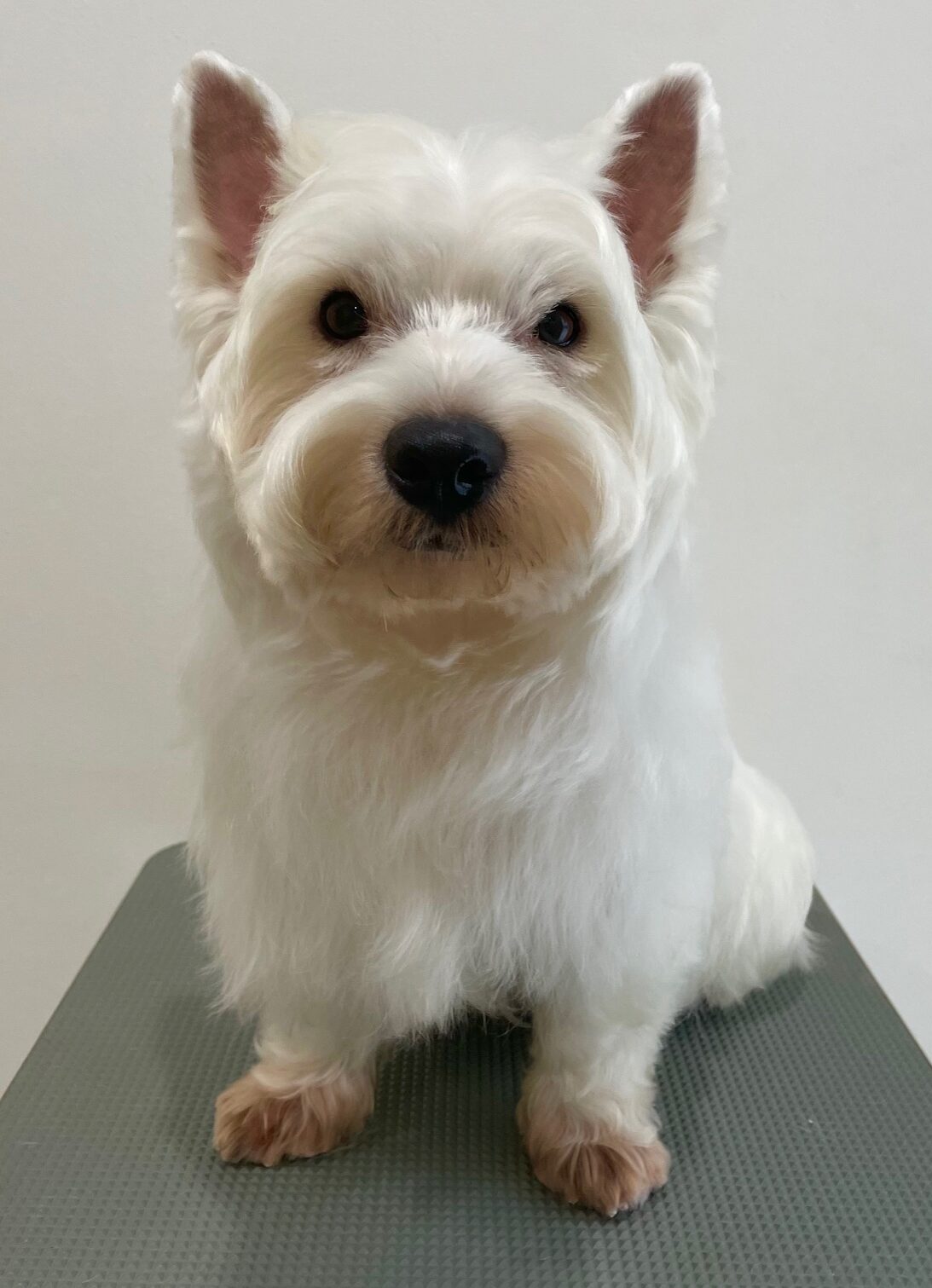 2025-8-20-%e8%b6%b3%e7%ab%8b%e3%83%a2%e3%82%a2