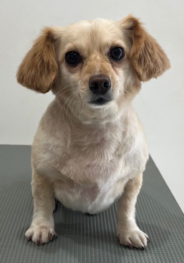 2025-8-25-%e5%b8%83%e5%b1%b1%e3%83%87%e3%82%a4%e3%82%b8%e3%83%bc