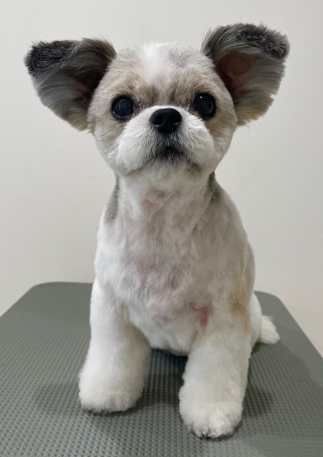 2025-8-26-%e5%a4%9a%e5%96%9c%e3%81%8a%e3%81%af%e3%81%8e