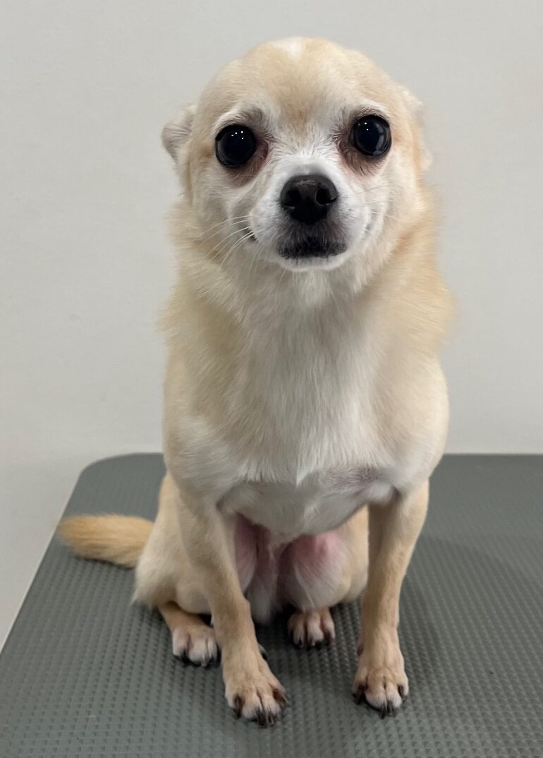 2025-8-27-%e5%b0%8f%e6%9d%be%e3%82%ab%e3%82%ab%e3%82%aa