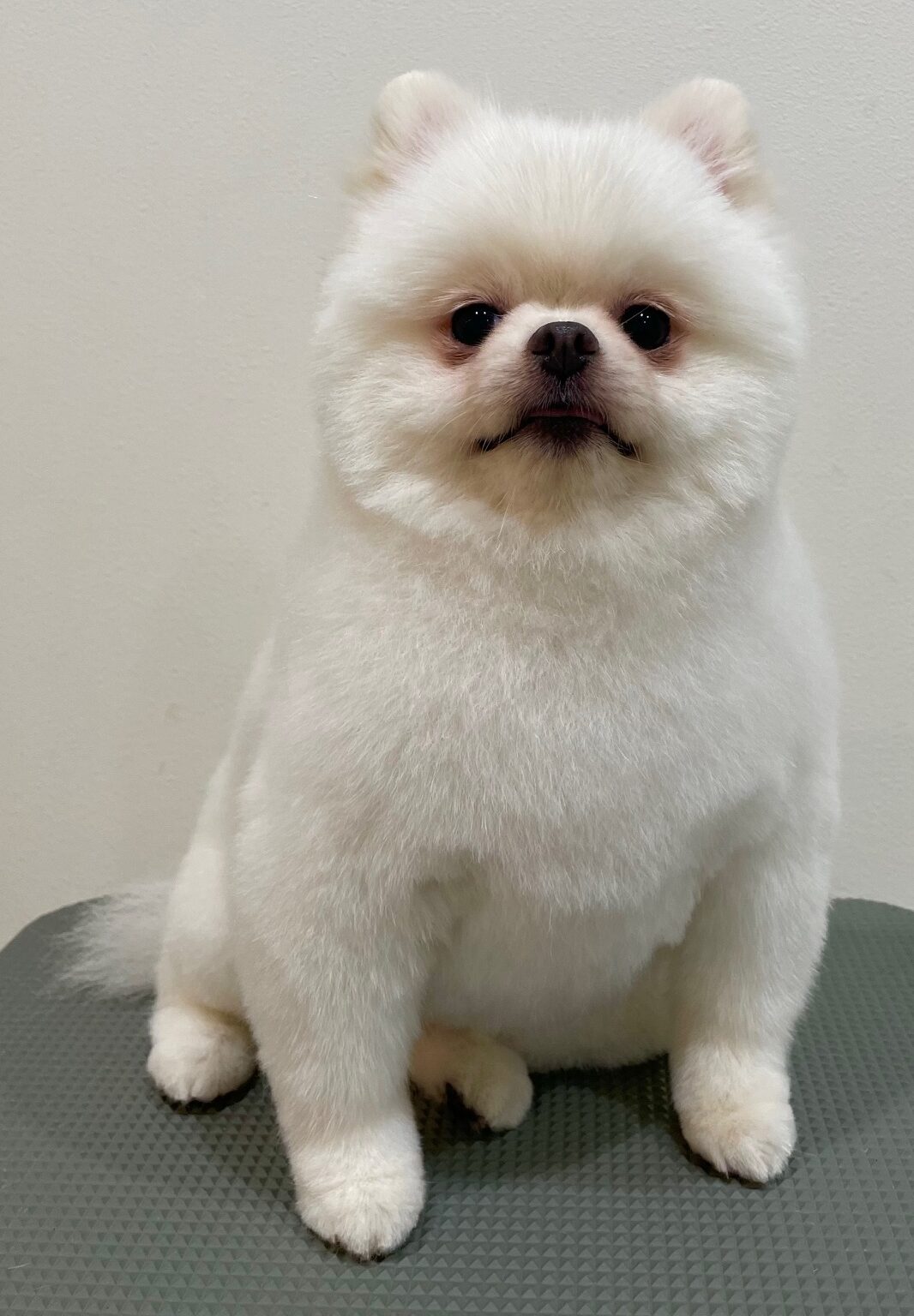 2025-8-29-%e5%85%89%e5%ae%89%e3%82%b3%e3%82%b3