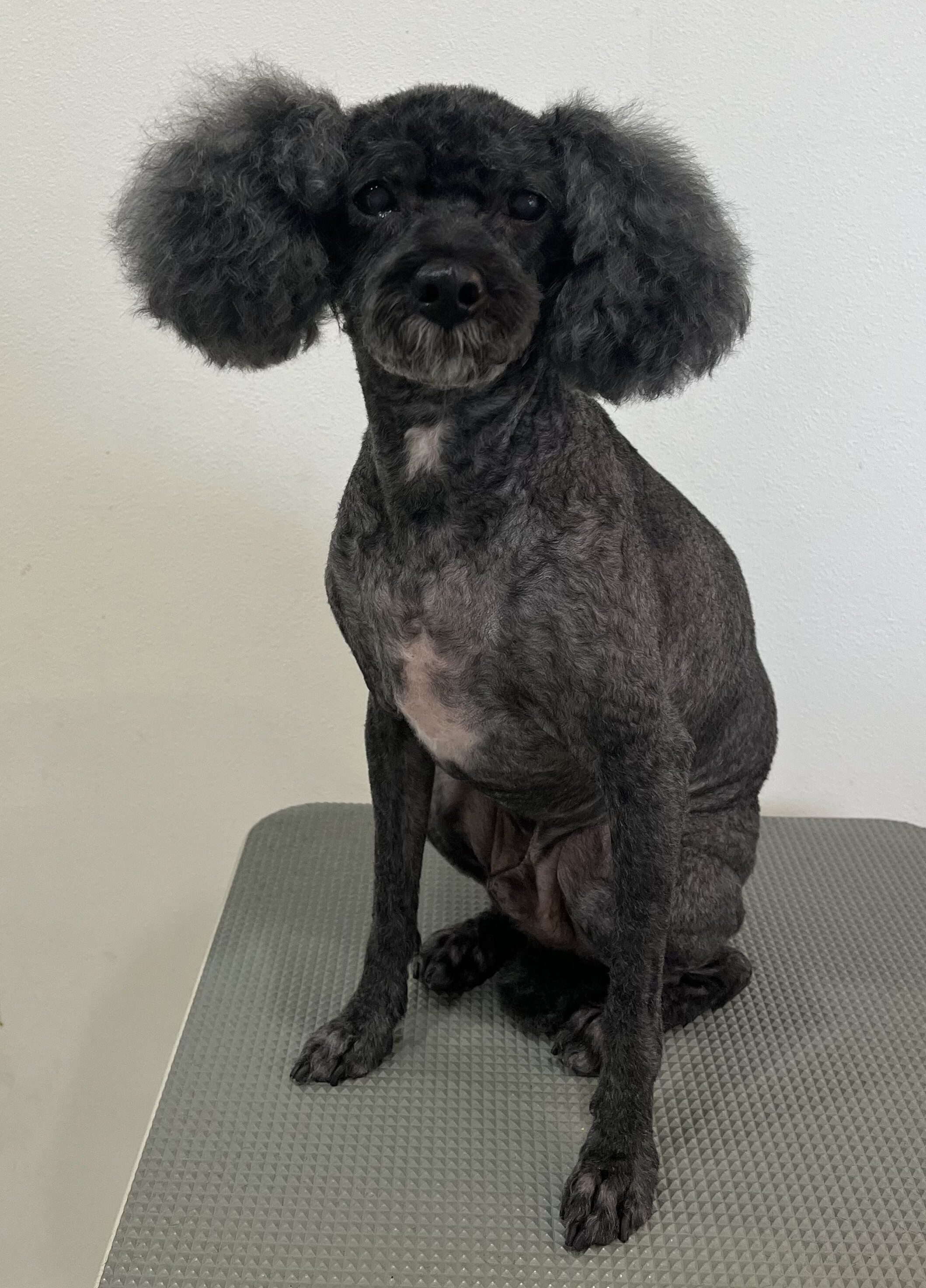 2025-10-1-%e6%b8%a1%e9%83%a8%e3%83%86%e3%82%a3%e3%83%9f%e3%83%bc