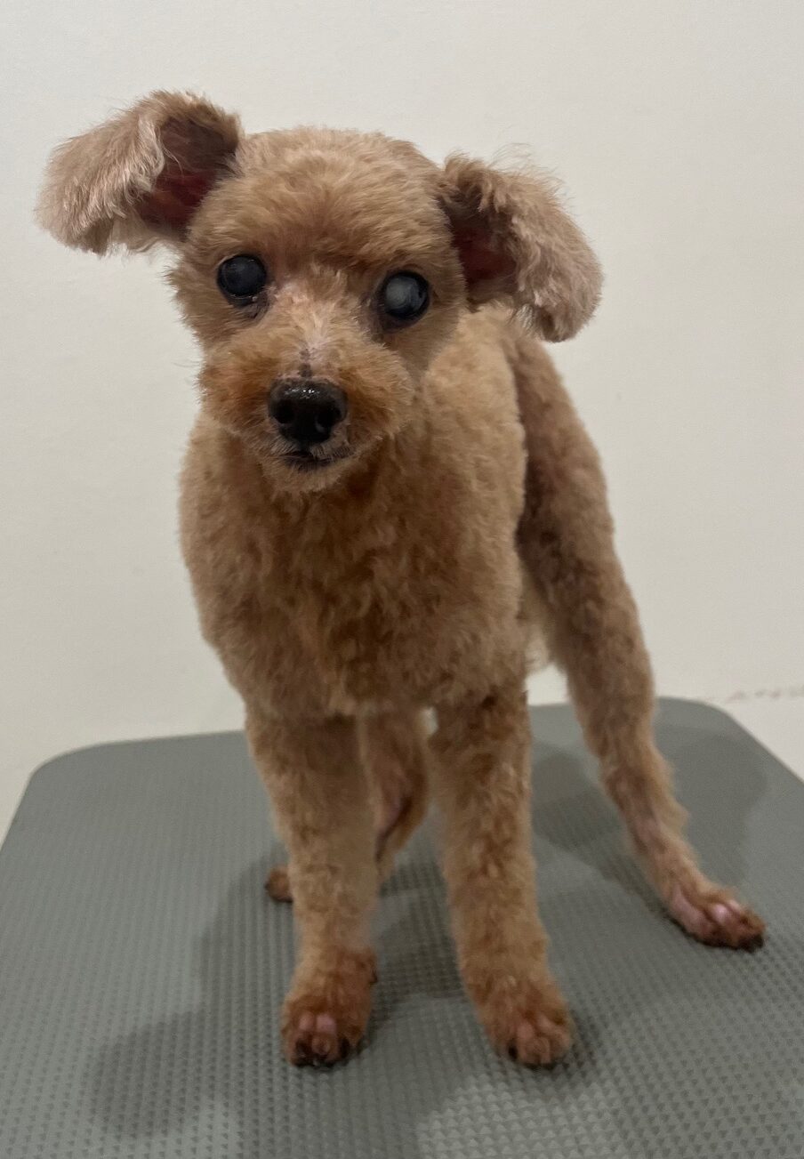 2025-10-14-%e4%b8%89%e6%9e%9d%e3%83%91%e3%83%95%e3%82%a7