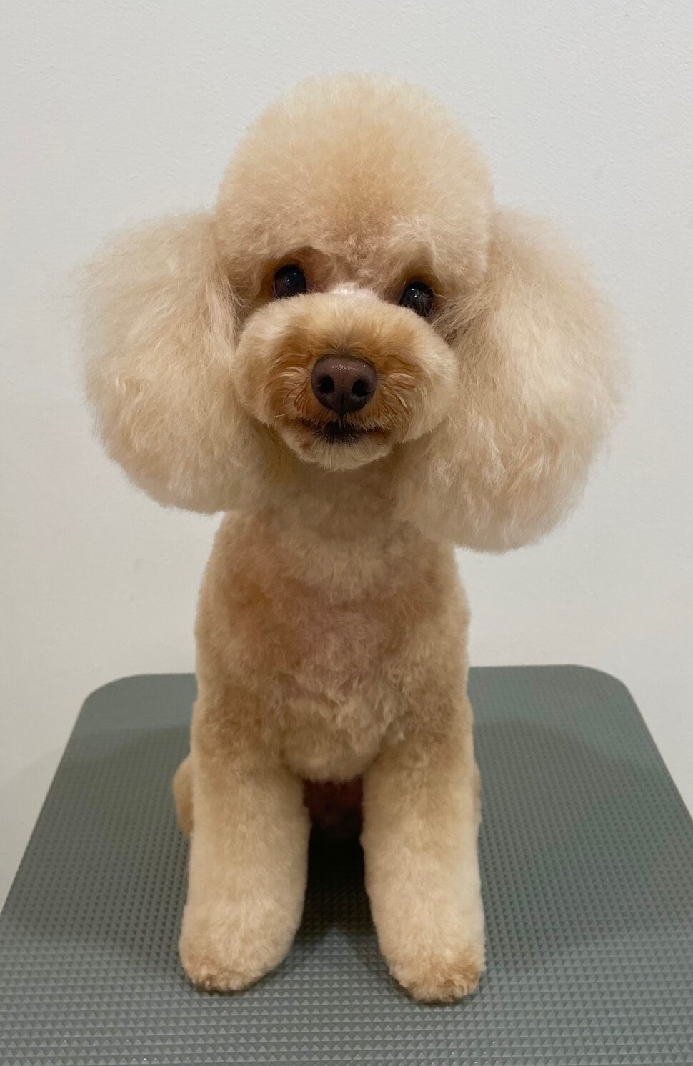 2025-10-15-%e5%b8%82%e5%b7%9d%e3%82%80%e3%81%8e