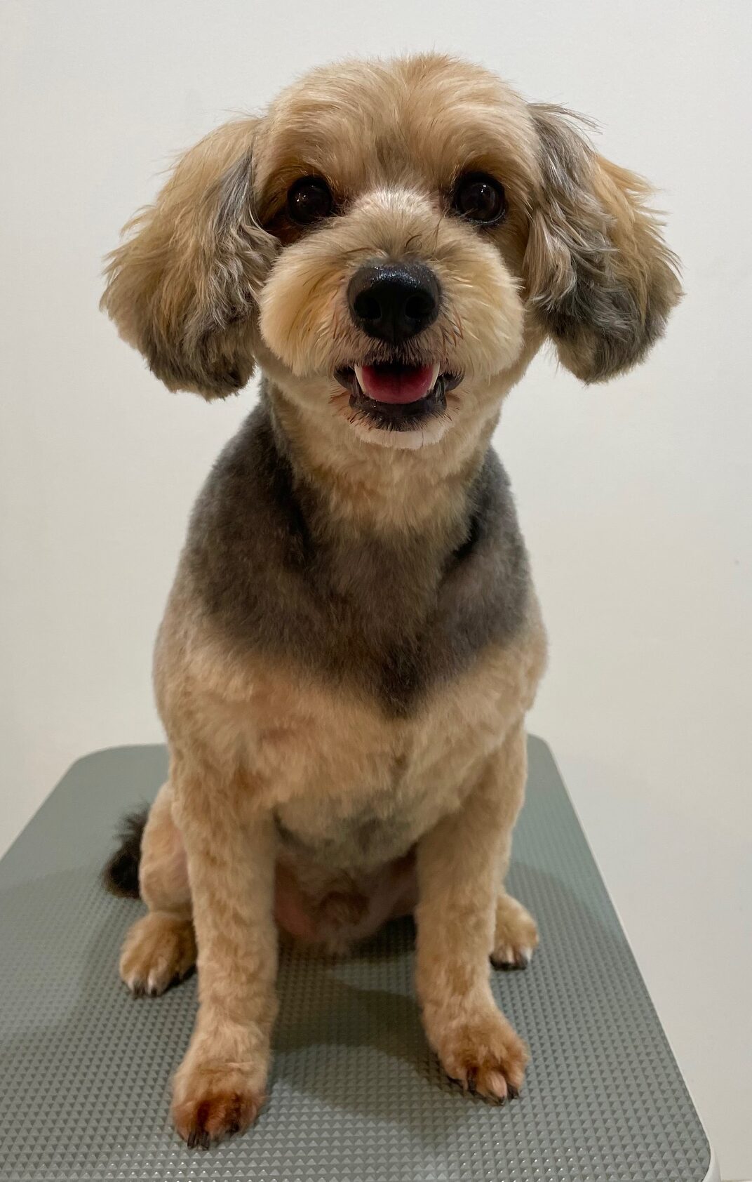 2025-10-19-%e9%a3%af%e5%b3%b6%e3%82%a2%e3%83%ad%e3%83%8f