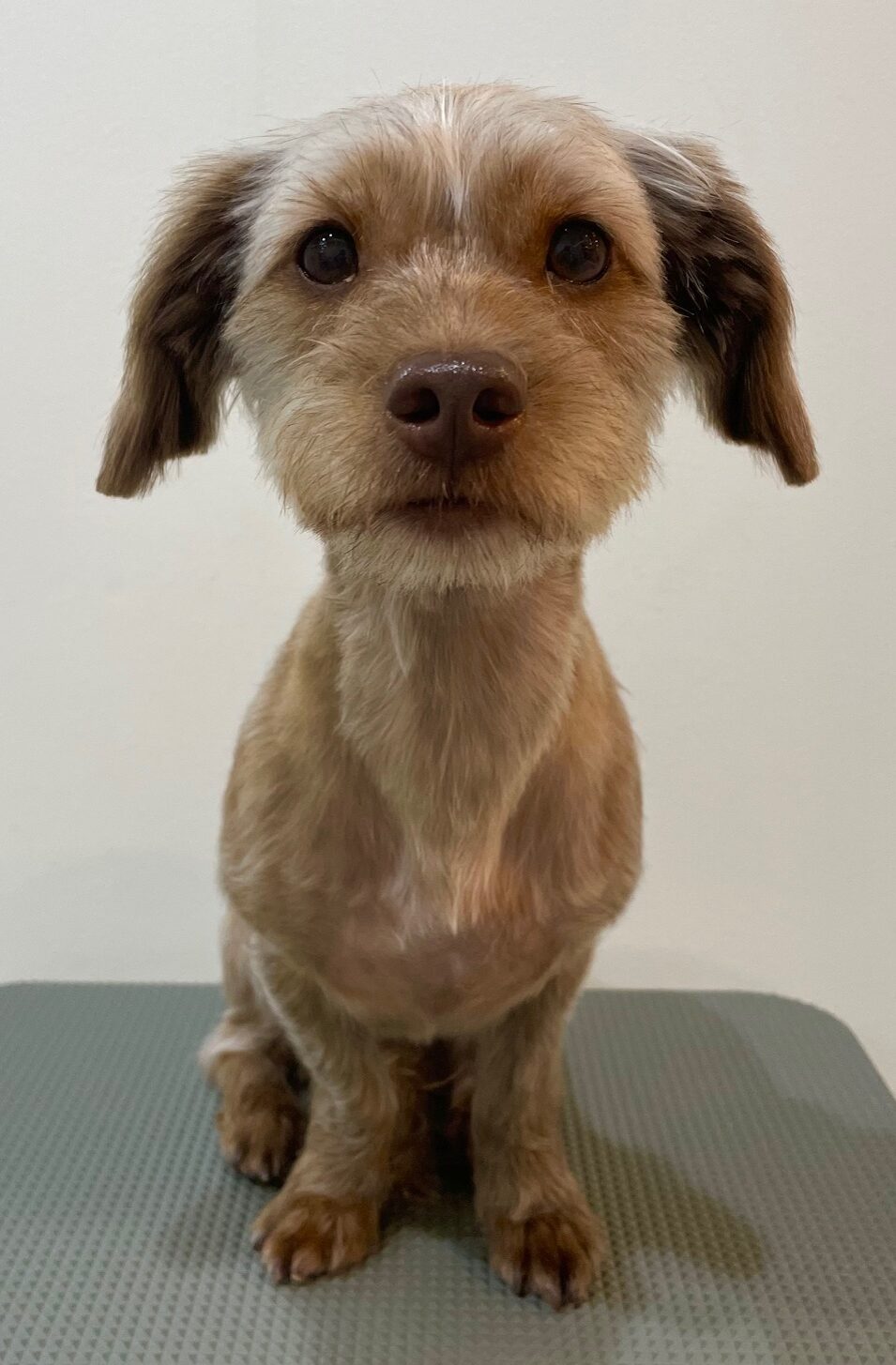 2025-10-20-%e4%b8%8b%e7%94%b0%e3%81%a8%e3%82%8f